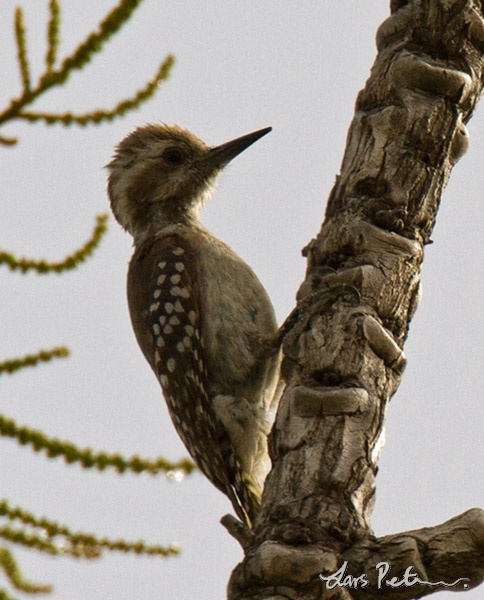 Brown-backed Woodpecker